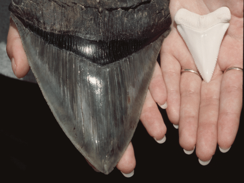 Megalodon: poznaj największego rekina, jaki kiedykolwiek żył