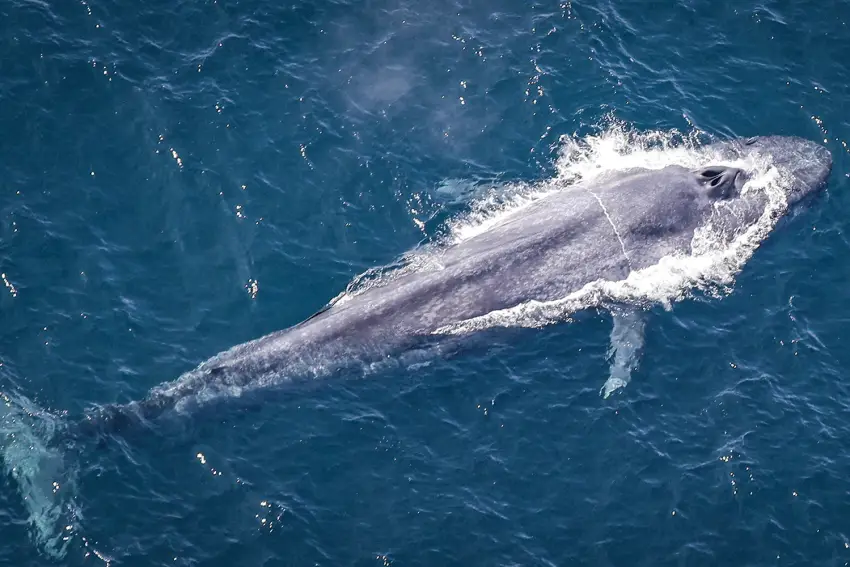 Wieloryb błękitny: poznaj największe zwierzę na planecie Ziemia