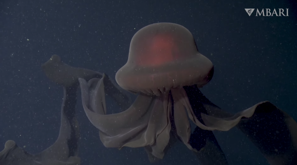 WIDEO: gigantyczna "meduza widmo" zauważona w Kalifornii