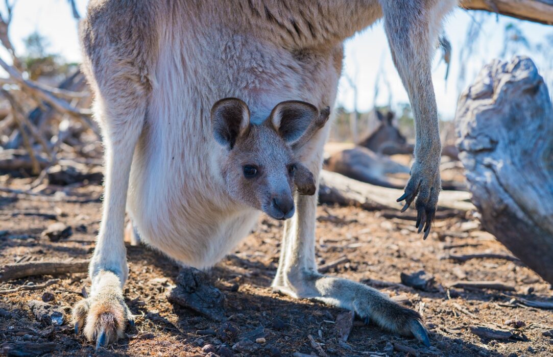 Torba kangurka: jak wygląda w środku?