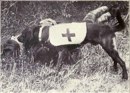 "Miłosierne psy" z I wojny światowej