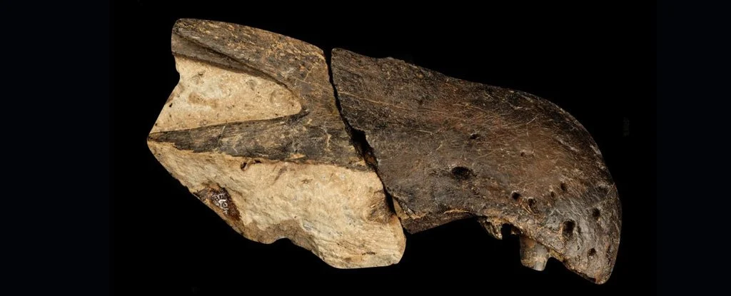 Tajemnicze skamieniałości ujawniają dwa nowe gatunki spinozaurów w Wielkiej Brytanii