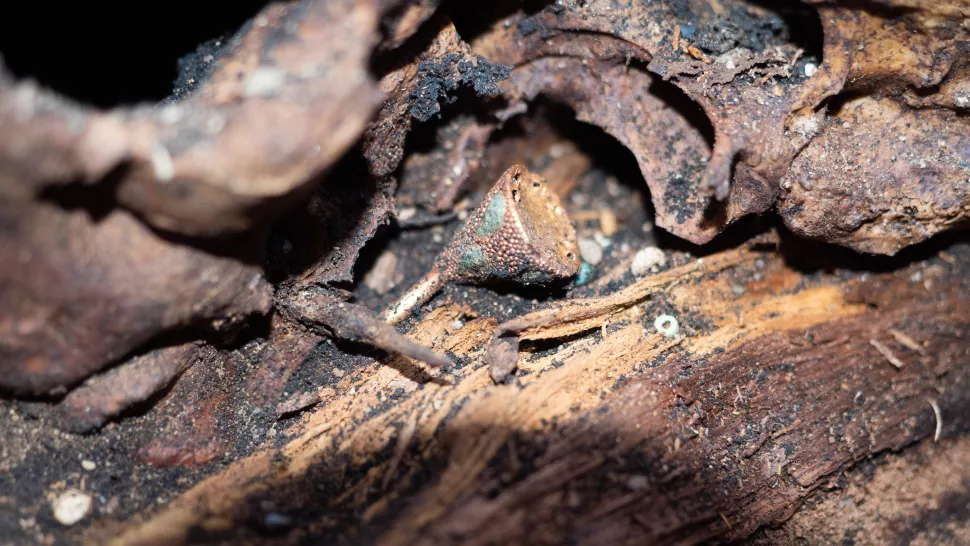 2500-letni grobowiec znaleziony w syberyjskiej Dolinie Królów