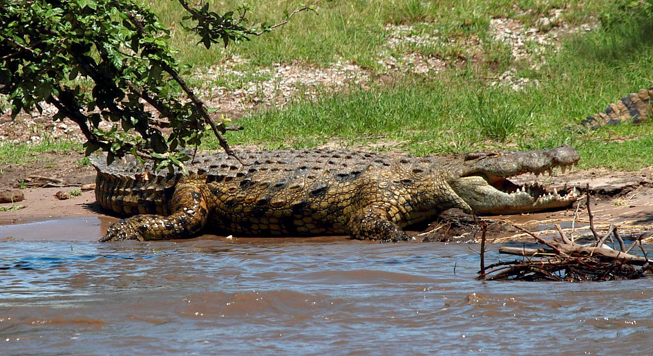 Różnica między krokodylem a aligatorem