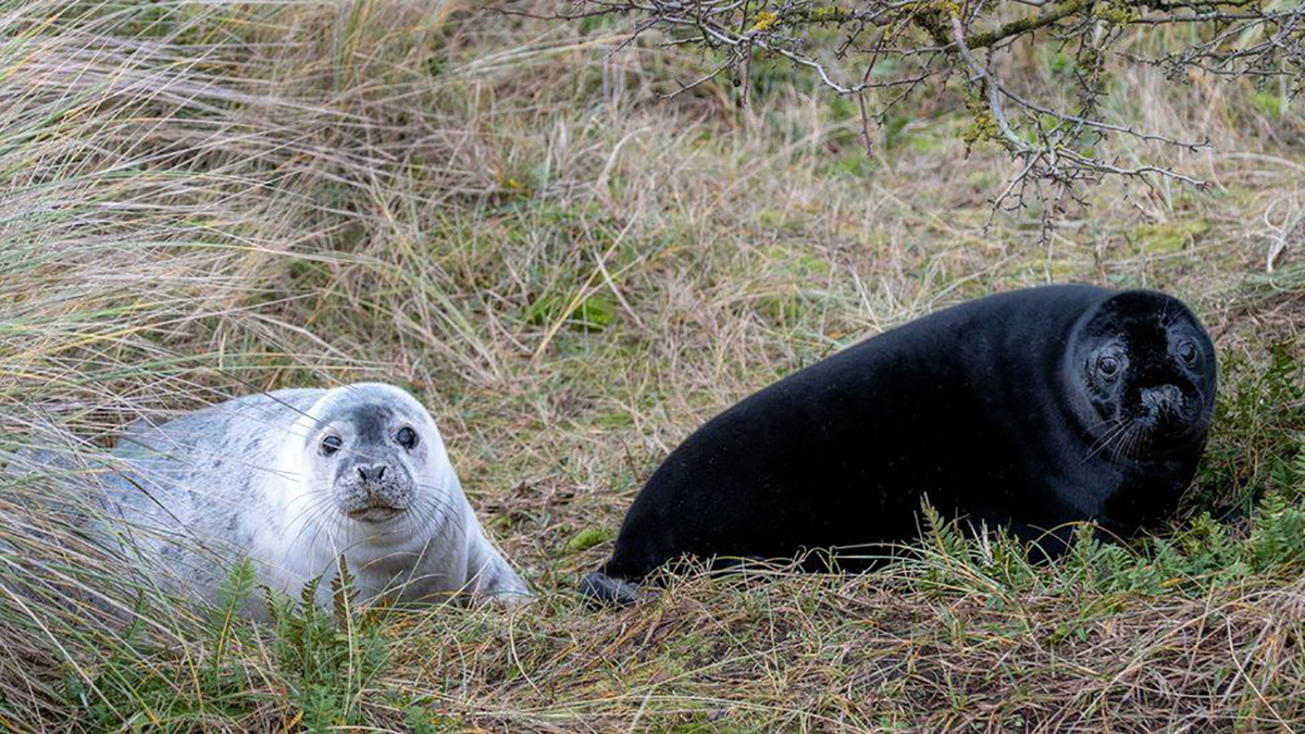Melanistyczne szczenięta fok zostały znalezione na wolności: sprawdź