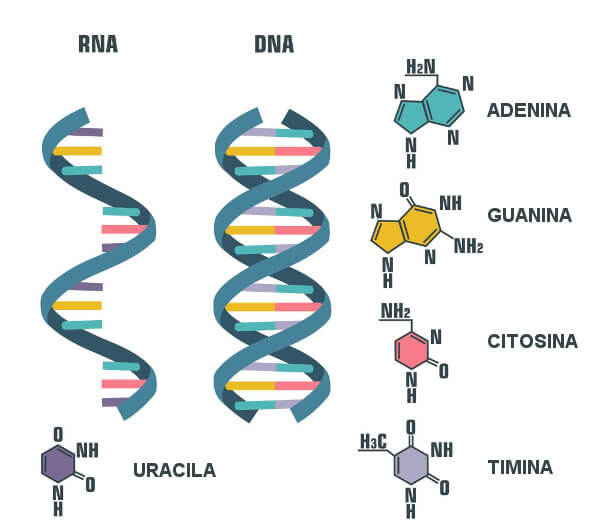 Jaka jest różnica między DNA a RNA?