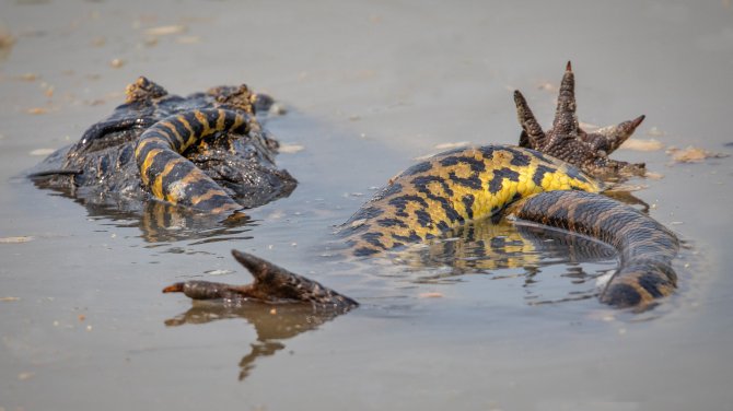 Anakonda miażdży kości dużego kajmana w rzece Pantanal: zdjęcia