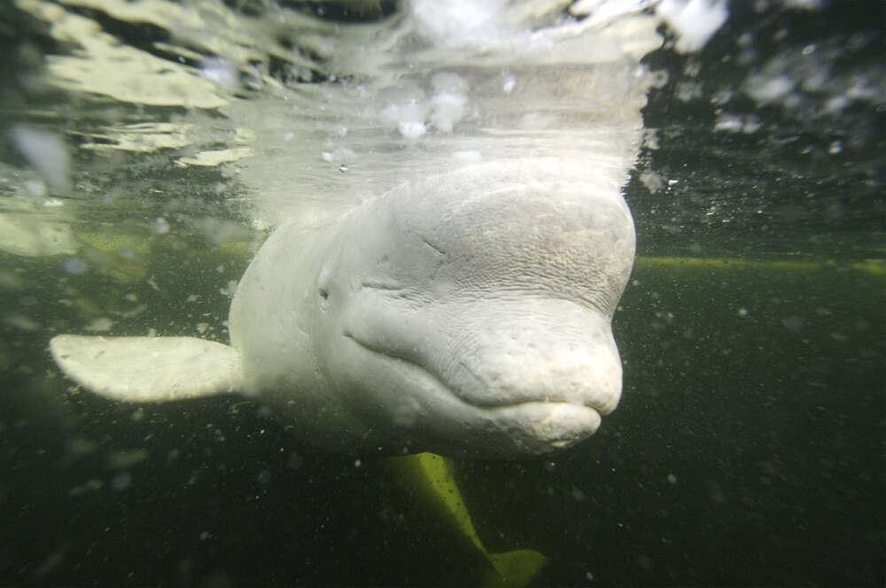 Jak lodołamacz grający muzykę klasyczną uratował 2000 wielorybów beluga od pewnej śmierci w 1985 roku