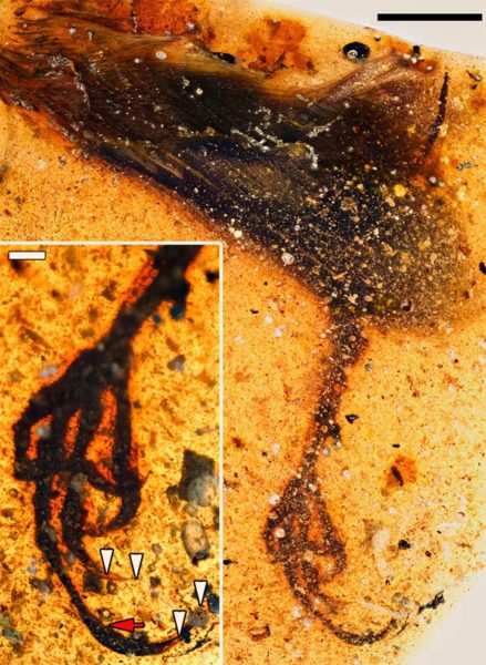 Liczący 99 milionów lat ptak z niezwykłym palcem znaleziony w bursztynie