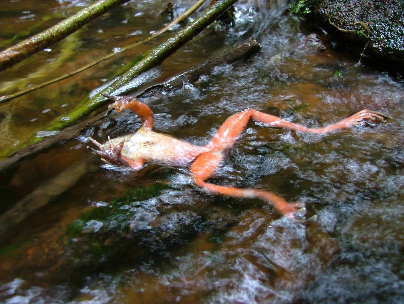"Supergrzyby" dziesiątkują ostatnie złote żaby Panamy