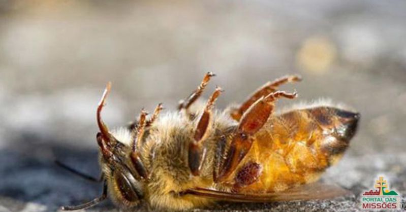 Pszczoły padają w całej Brazylii, a powód jest absolutnie druzgocący.