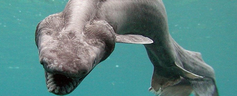 Najdziwniejszy i najstarszy rekin na Ziemi: wciąż żyje