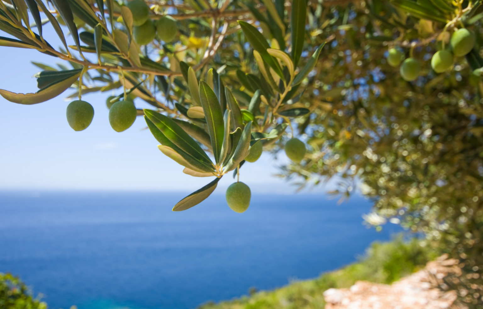 Drzewa oliwne były uprawiane w Izraelu już 7000 lat temu