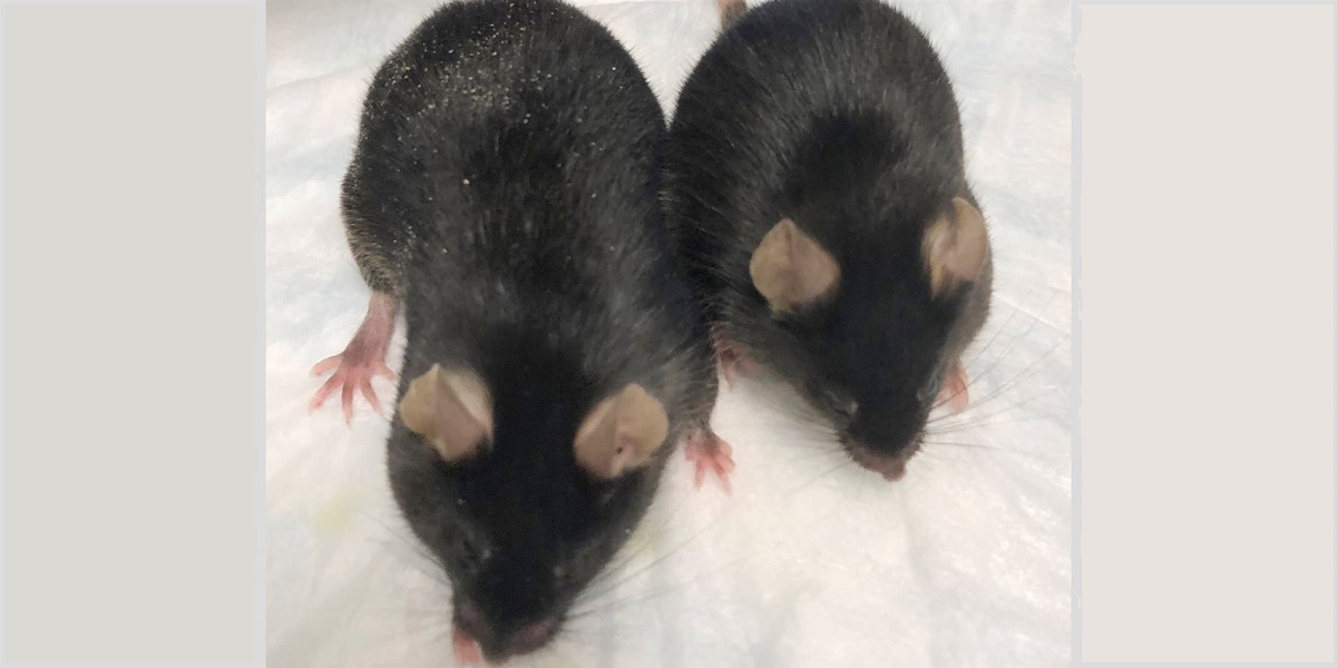 Genetycznie zmodyfikowane myszy zachowują masę mięśniową w przestrzeni kosmicznej